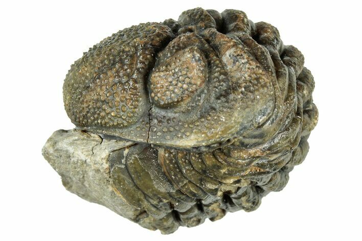 Bargain, Wide Enrolled Morocops Trilobite - Morocco #323536